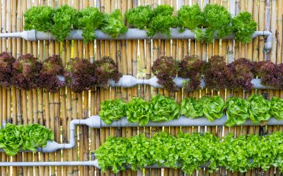 hydroponics and improving food access