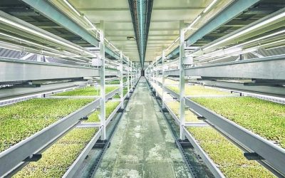 spotlight: hydroponic farming goes underground  in london