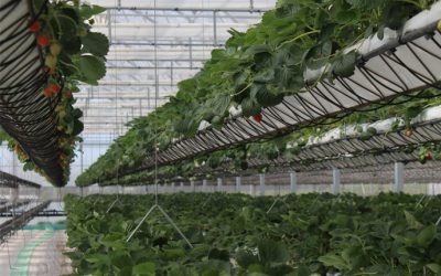 spotlight: desert hydroponics at sundrop farms, australia