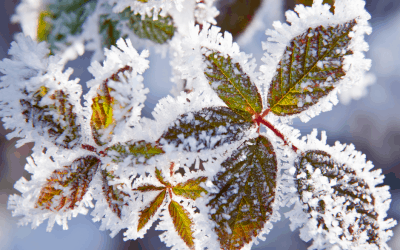 it’s that time of year: wintertime skincare