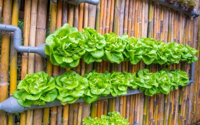 what can you grow with hydroponics?