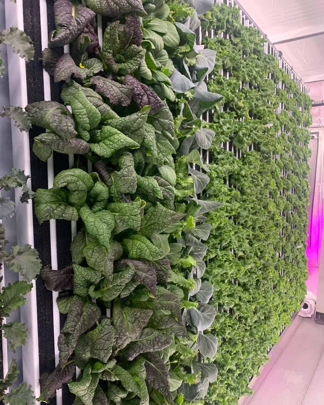 spotlight: dad & daughter hydroponics at fare house farms - marlo ...