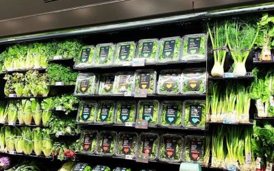 spotlight: publix’s hydroponic harvest to customers in minutes