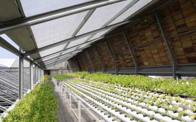 urban agriculture: taking farms into the city