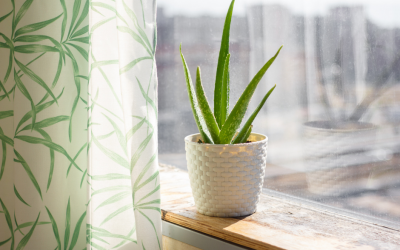 there’s more to aloe vera than you think