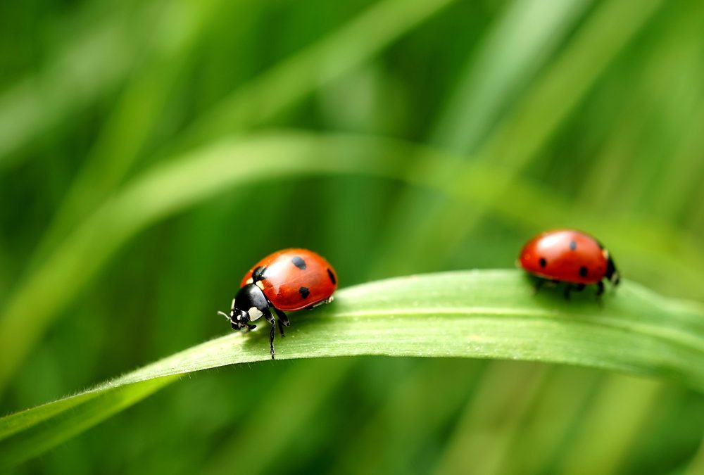 Ladybugs - Pest Control